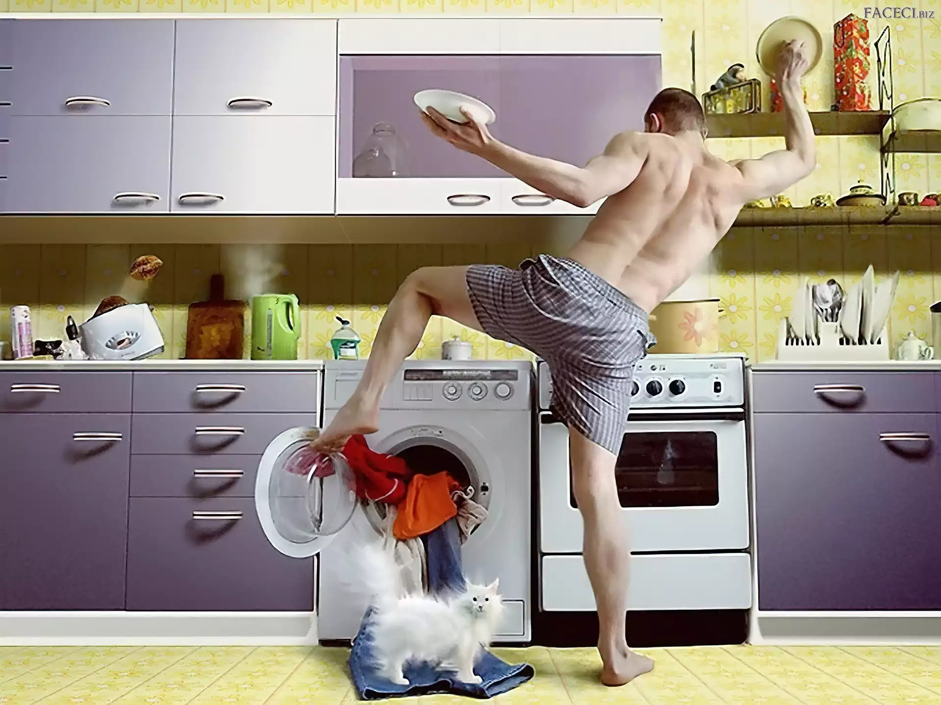 Pranie, Kot, Mężczyzna, Pralka